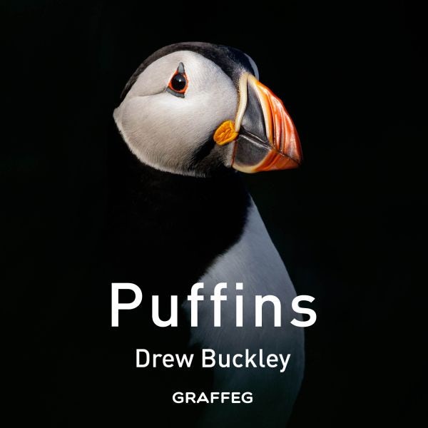 Cover image for Puffins, isbn: 9781805952329