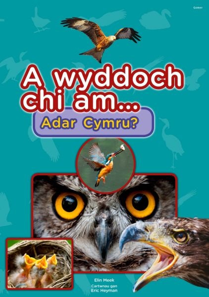 Cover image for Cyfres a Wyddoch chi: A Wyddoch Chi am Adar Cymru?, isbn: 9781785620201