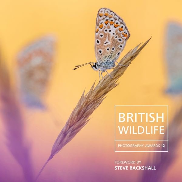 Cover image for British Wildlife Photography Awards 12, isbn: 9781802586206