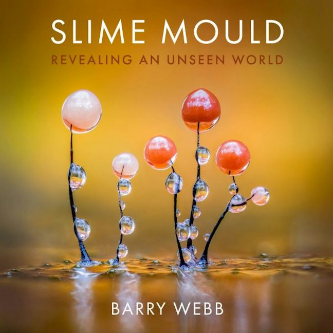 Cover image for Slime Mould, isbn: 9781805952893
