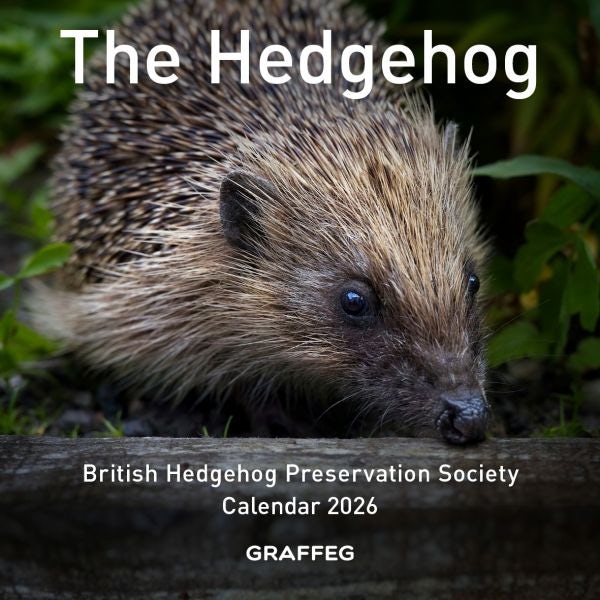 Cover image for The Hedgehog Calendar 2026, isbn: 9781917467223