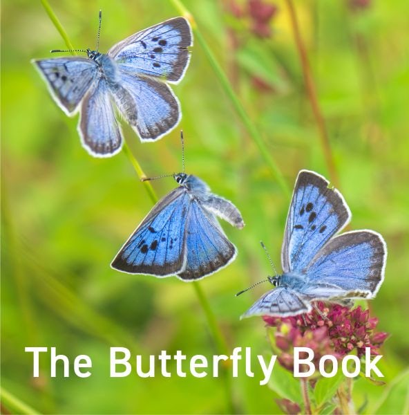 Cover image for The Butterfly Book, isbn: 9781917467414
